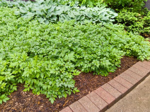 Cost of Brick Hardscaping in Bellingham